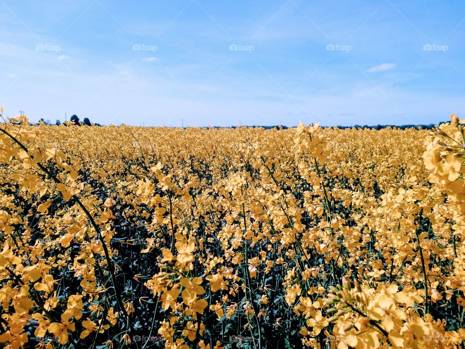 rape field