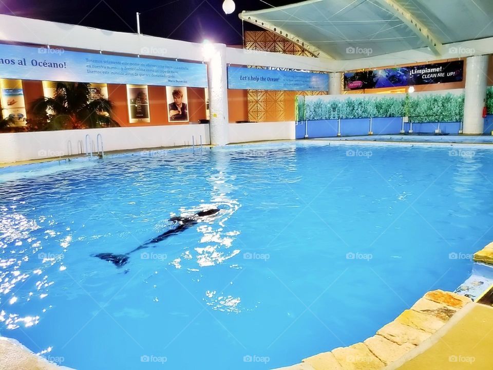 river creature atlantic child activity portrait beach fun coral natural family happy vacation dolphins playful island friendly animals fauna scuba landscape dolphin pod pool paradise travel snorkeling aqua view tourism flipper adventure undersea natu