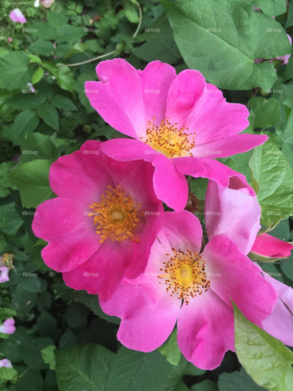 Beautiful wild rose seen in Vancouver. BC