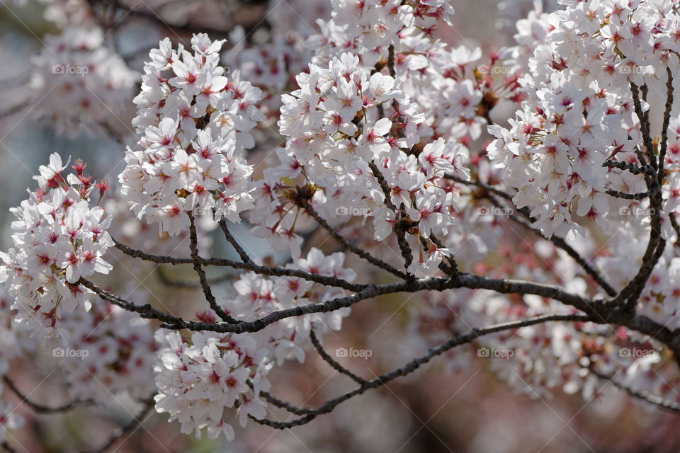 Hanami season in Japan