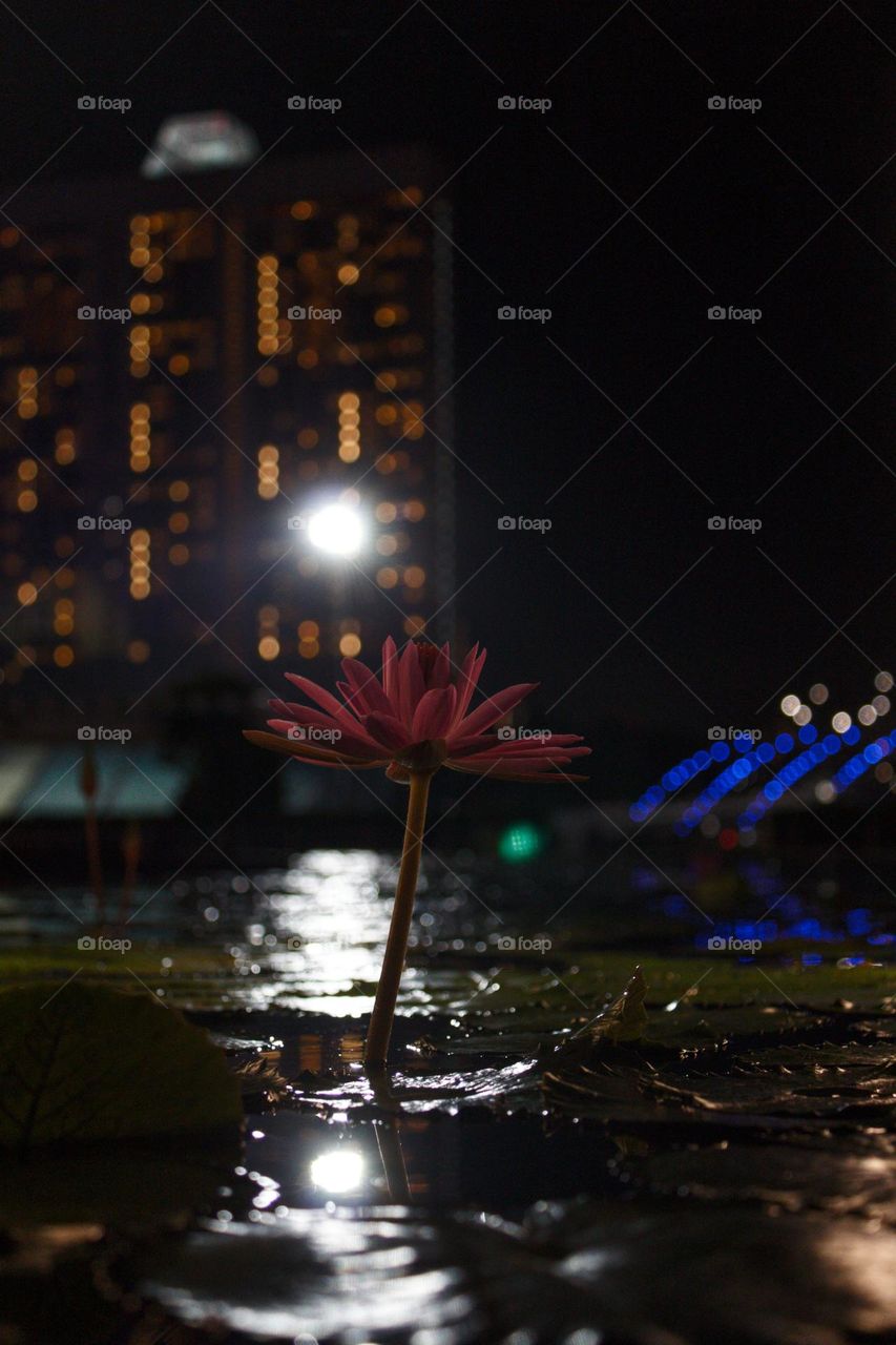 Water lily standing in the spotlight in the water on the backdrop of a tall building at night.