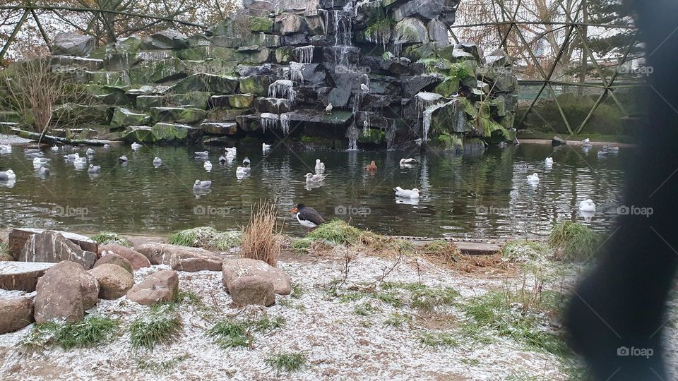 birds and ducks swmming