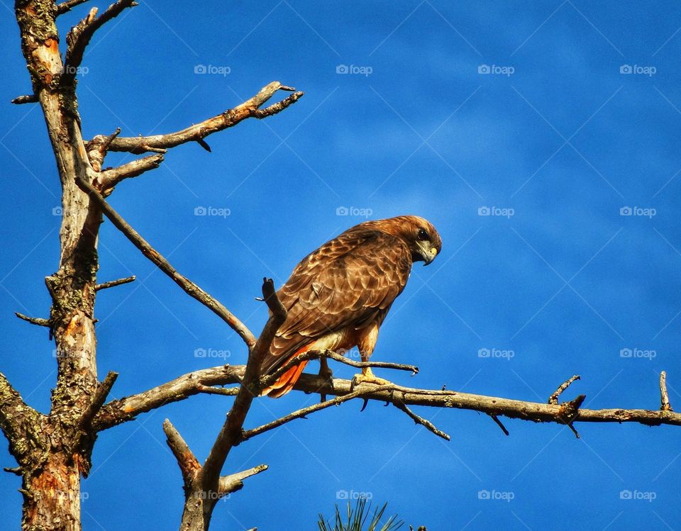 Red Tail Hawk