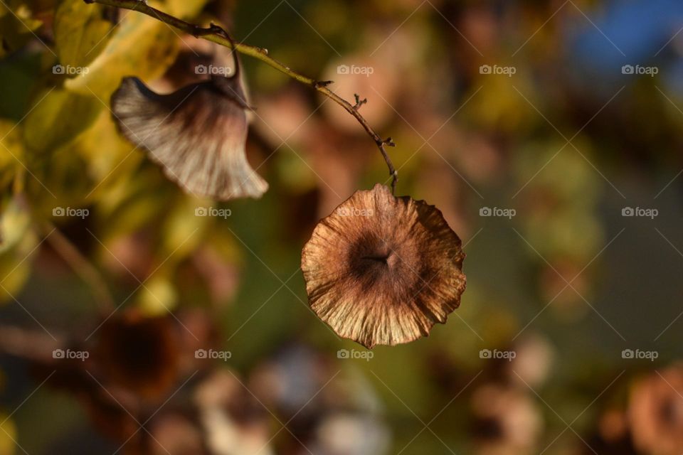 A rare circle plant . Unique and very tiny . 