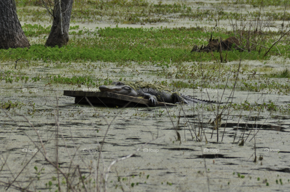 alligator swamp by ibphotography