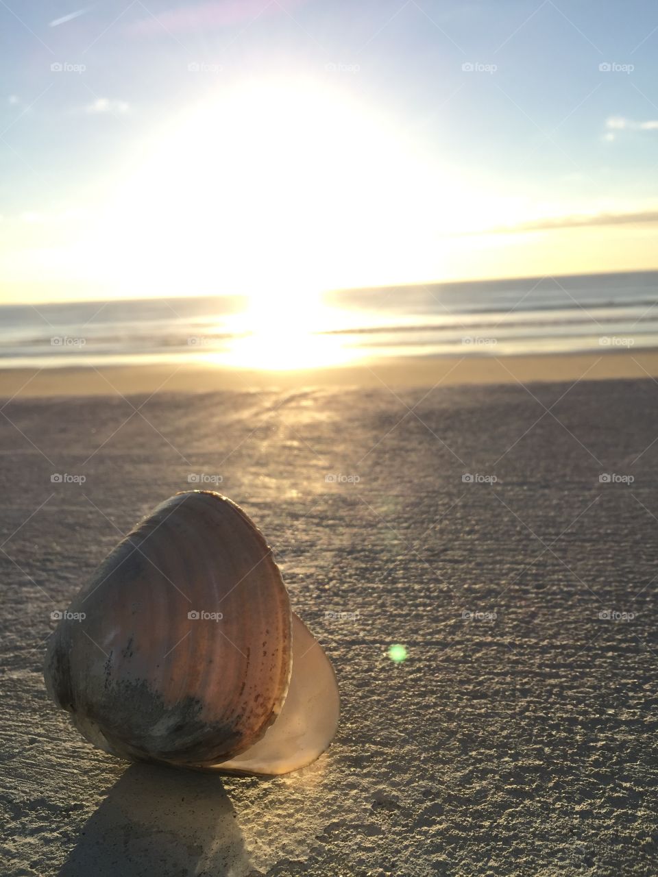 Sunny shell