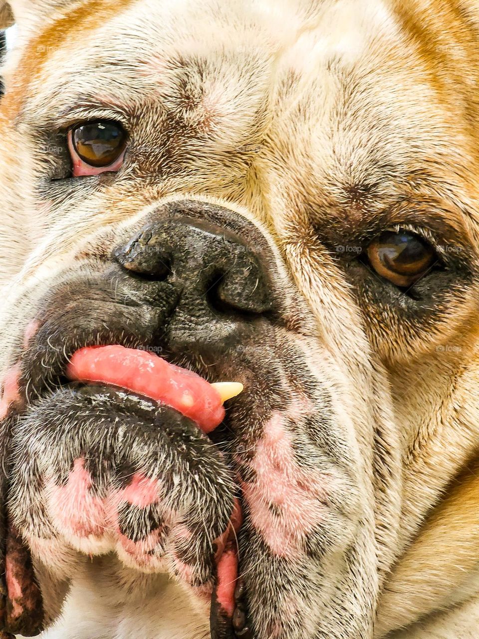 A magnificent Bulldog features a scraggly tooth, droopy eyes, a protruding tongue and looks that only a few could find adorable