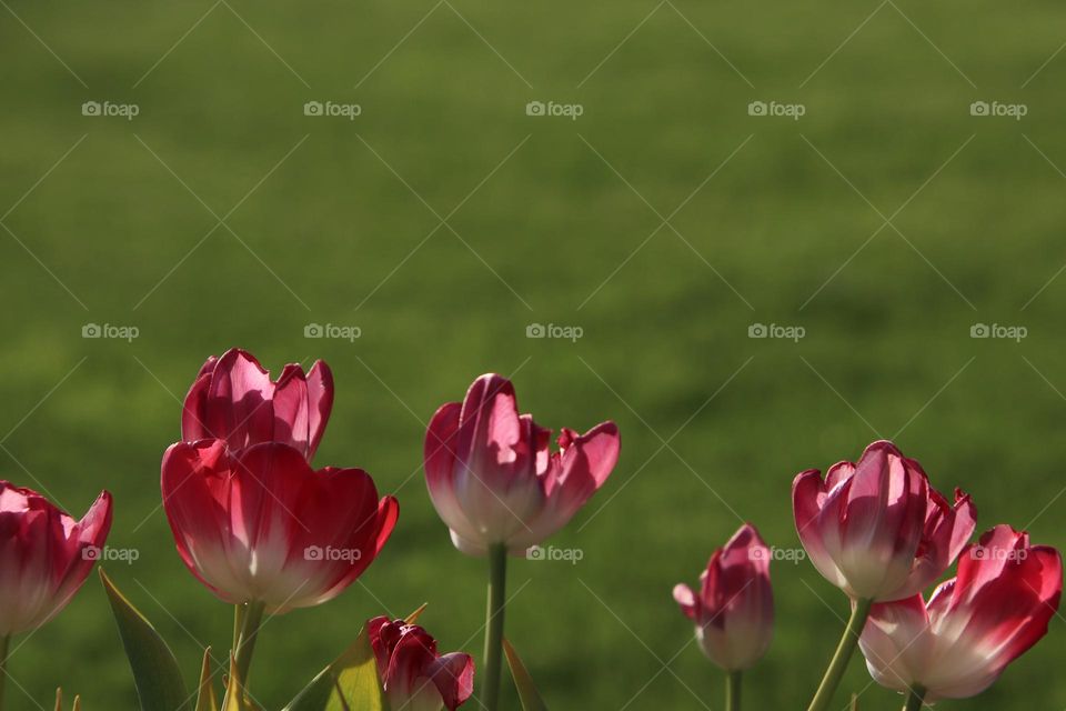 Pink Tulips bloom in spring on sunny day