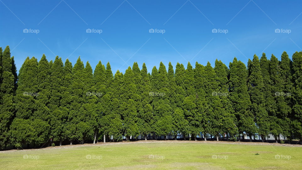 row of fir trees