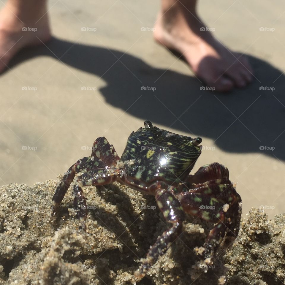 Crab