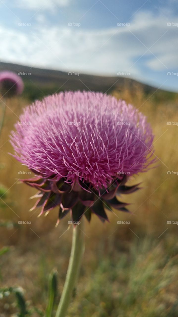 a purple week flower blooming in the Utah desert