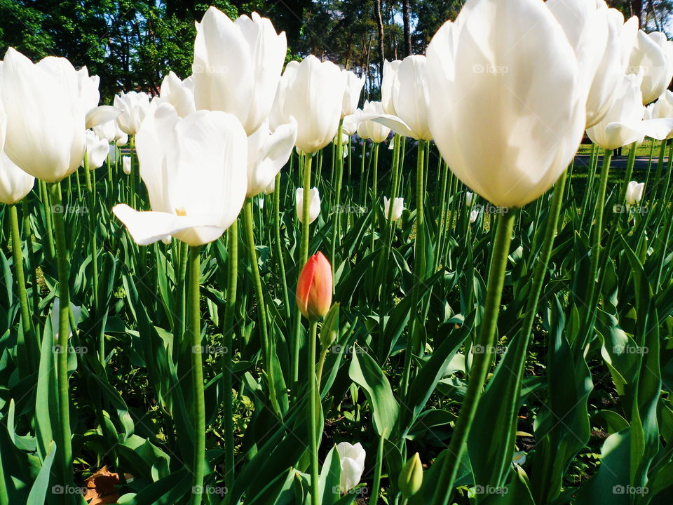 Blooming white tulips in the park of Kiev, spring 2017