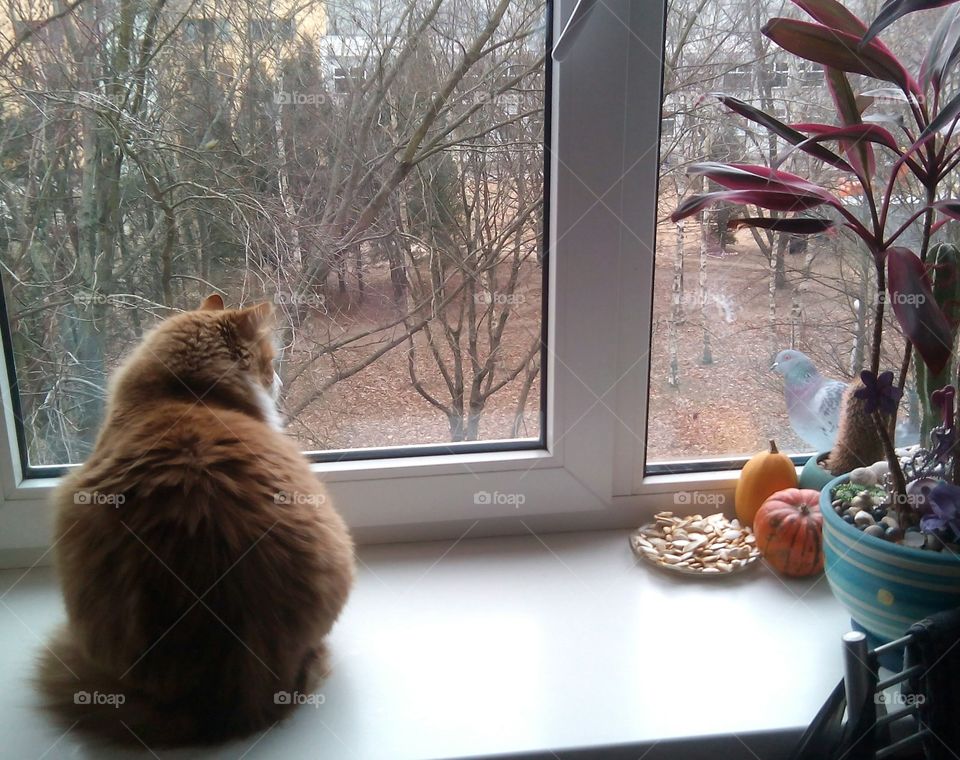 cat pet on a window and dove