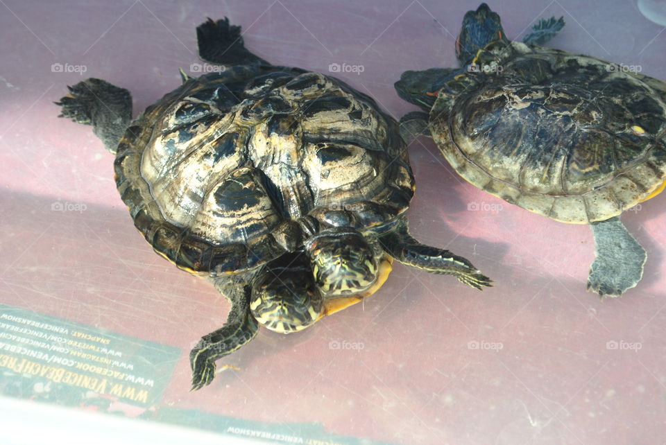 A turtle with two heads at Venice beach