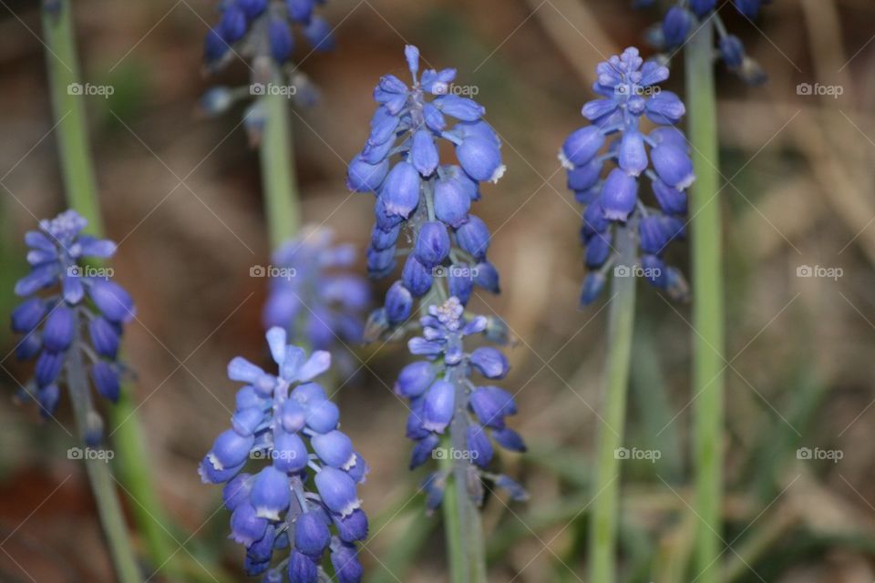 Grape hyacinth in Bloom