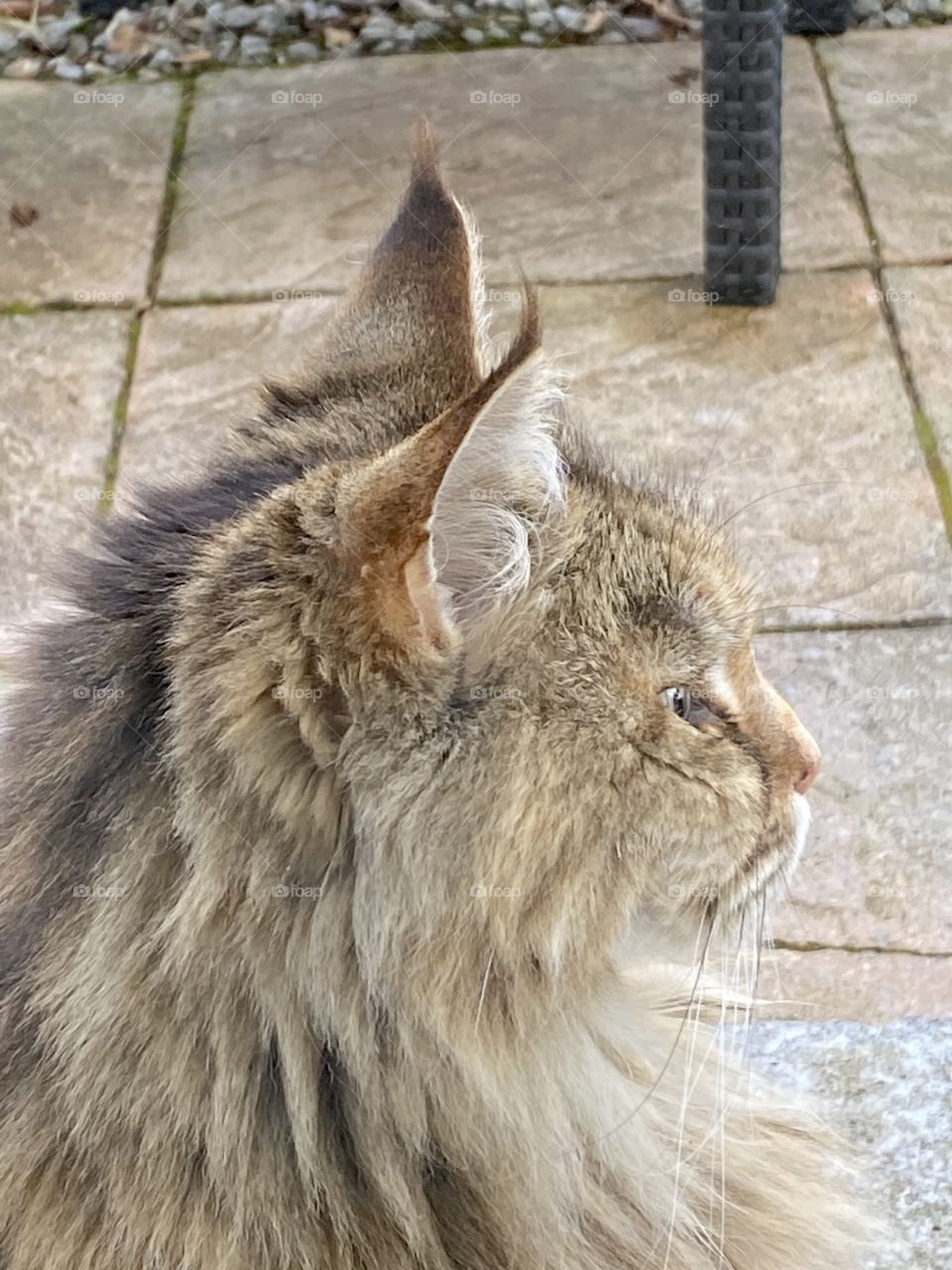 Maine Coon cat - largest of a domestic cats.