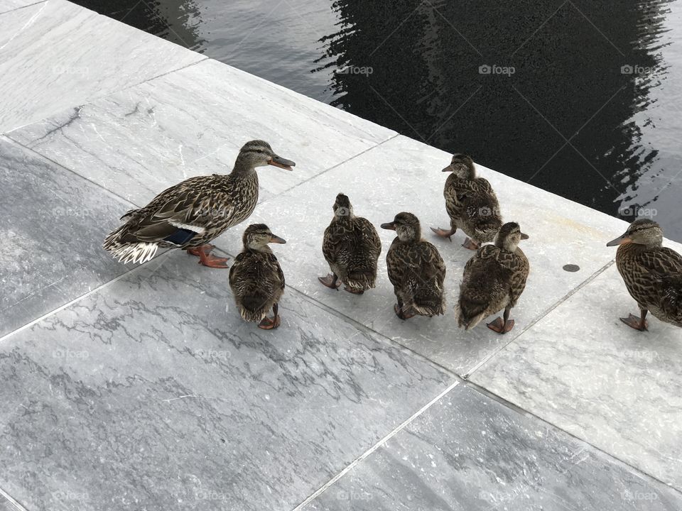 A family of ducks at Empire State Plaza, Albany, NY. 