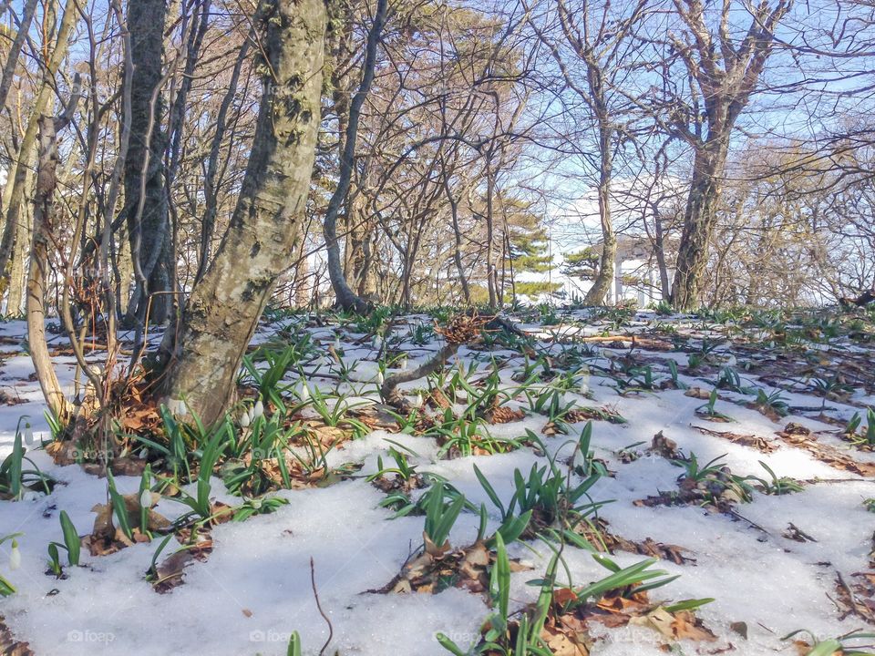 First flowers under the snow