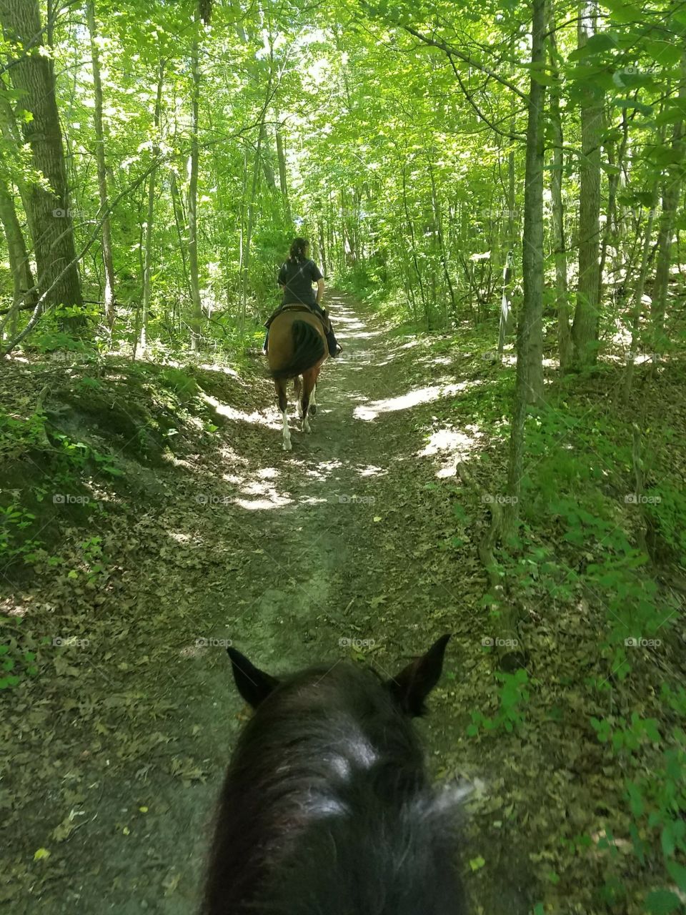 Just a hike in the woods with my horse on a nice sunny day!