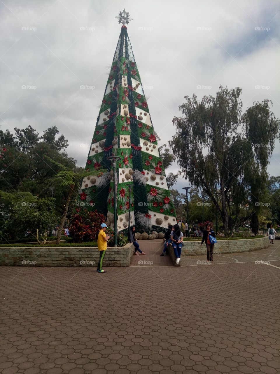 the giant Christmas tree at Rose garden in baguio city.