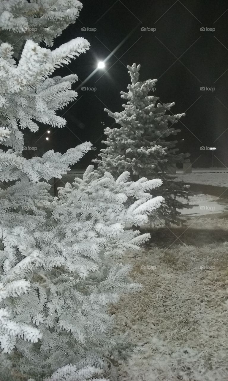 Night Winter Frosty Pine