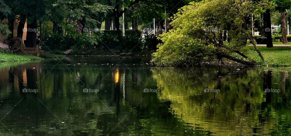 tree reflection in lake. forest. park.