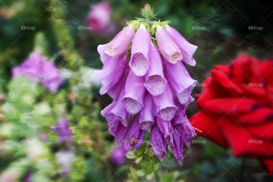 Beautiful purple flower