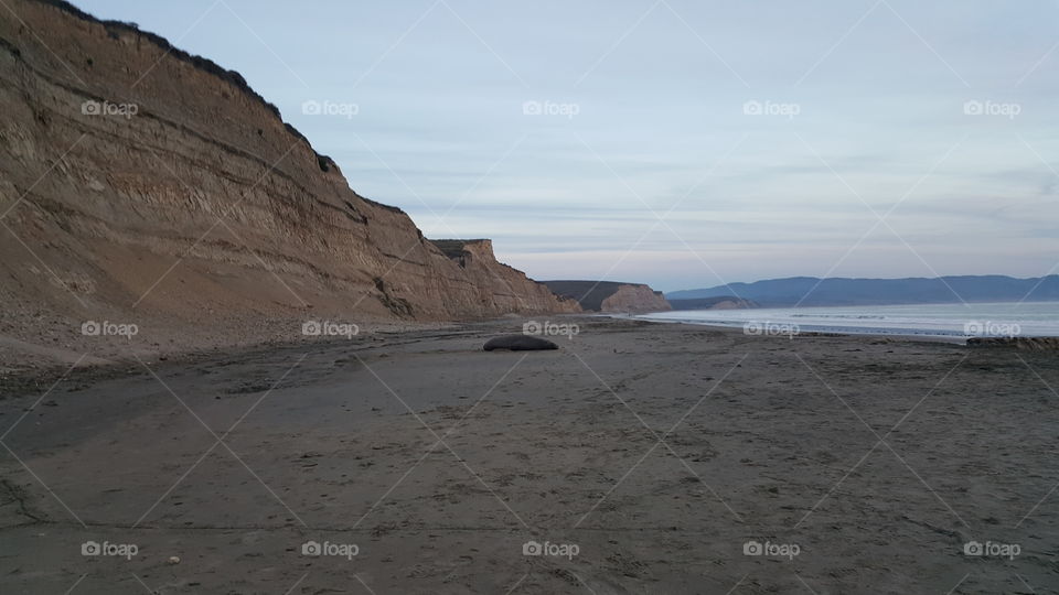 Elephant seal on beach