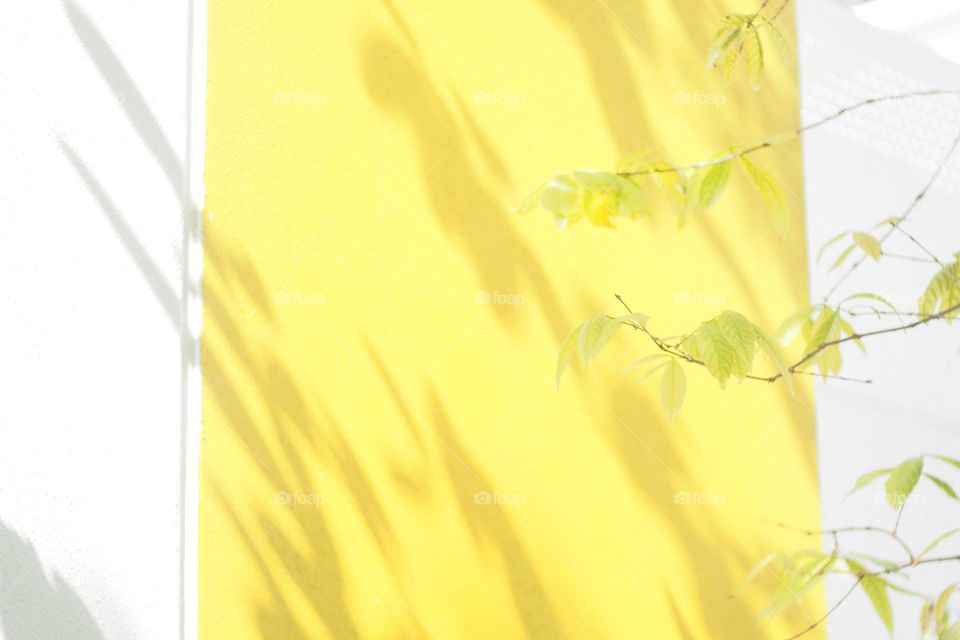 shadow of tree on a wall