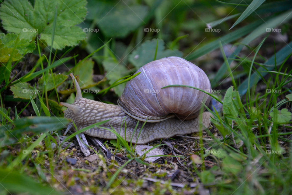 Snail in forest