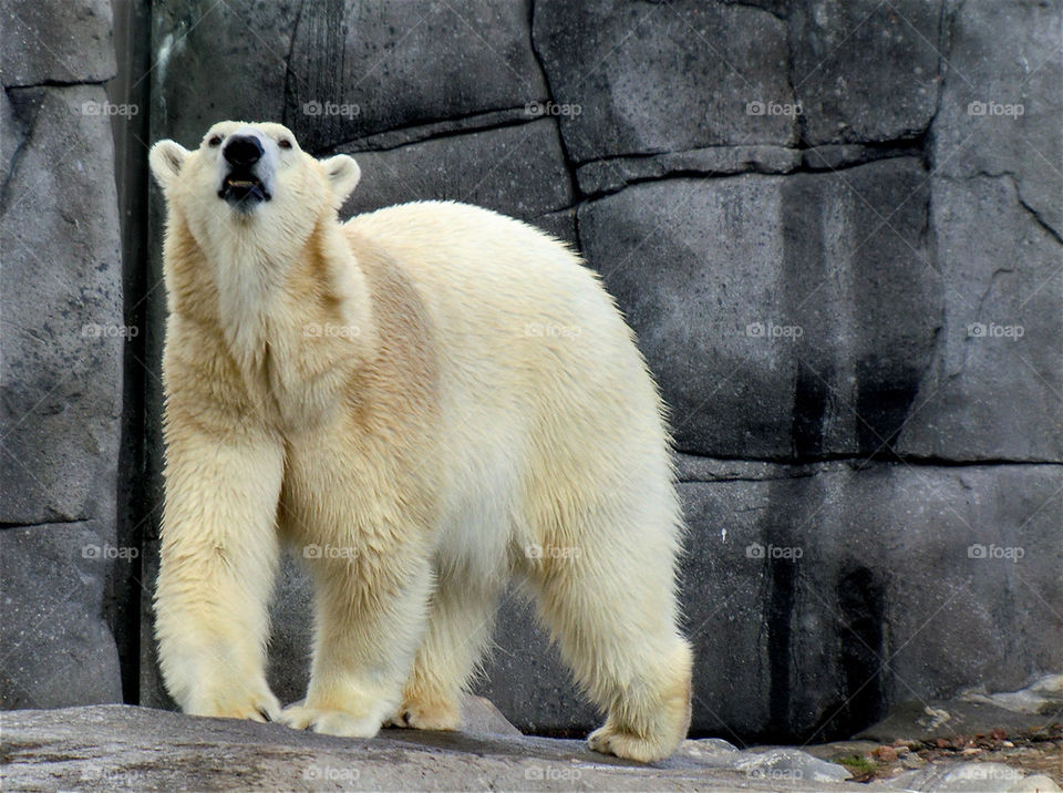Isbjörn på zoo
