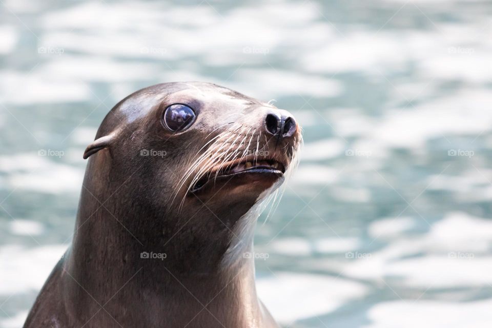 Closeup of one sea Lion looking scared 