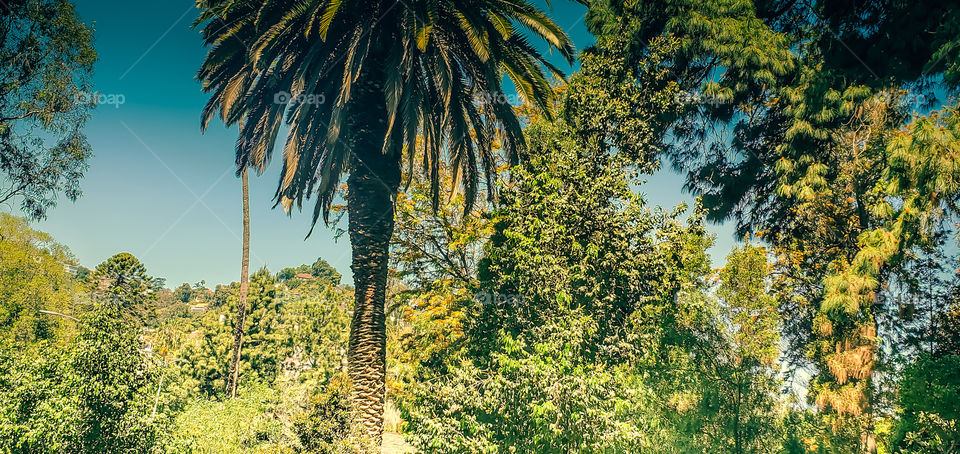 Hollywood Color Trees and Greenery