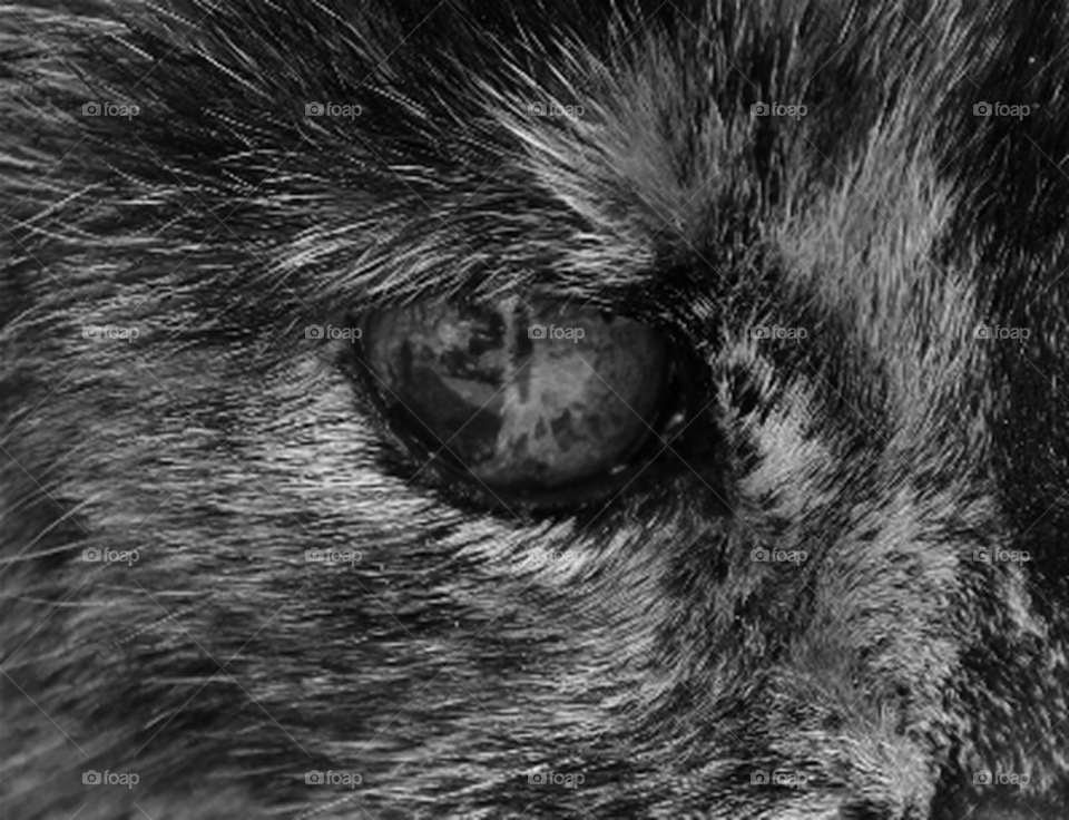 cat eye 21 black and white