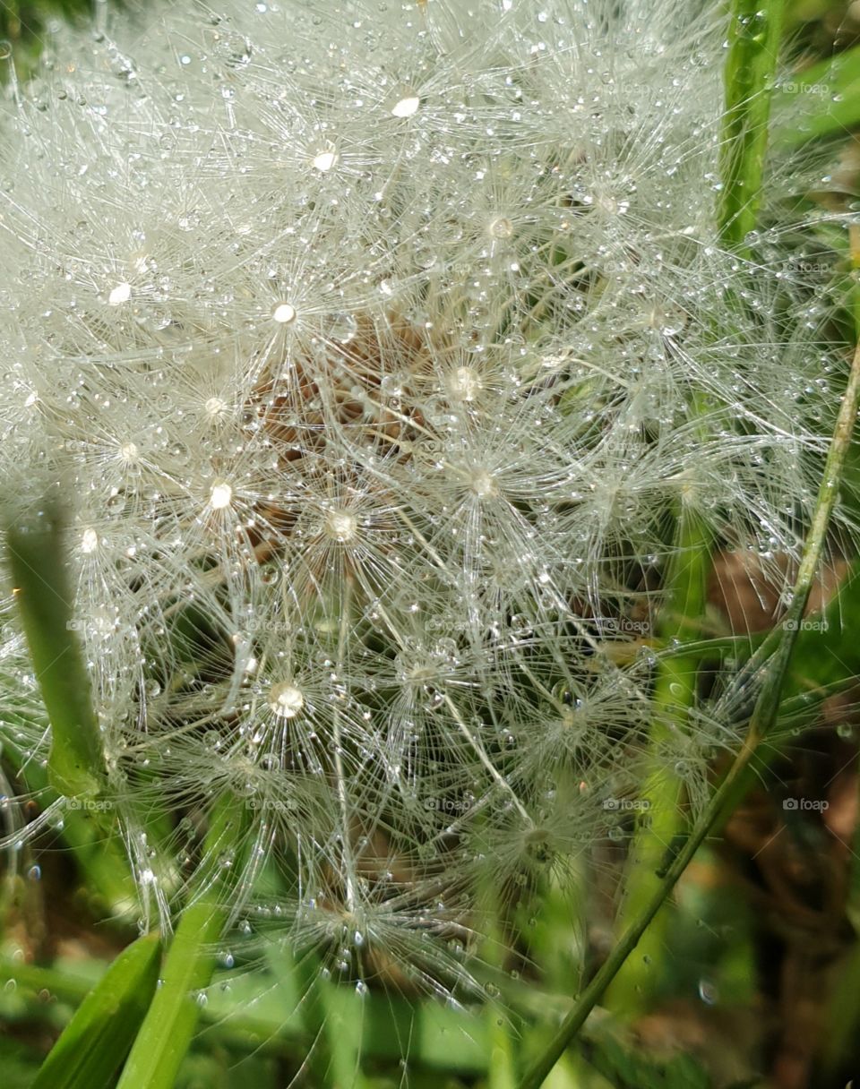Dandelion with waterdrops. Closeup.