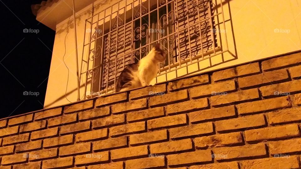 Gato no muro