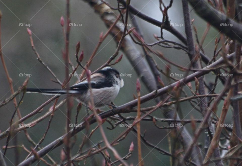 Wagtail on a branch 