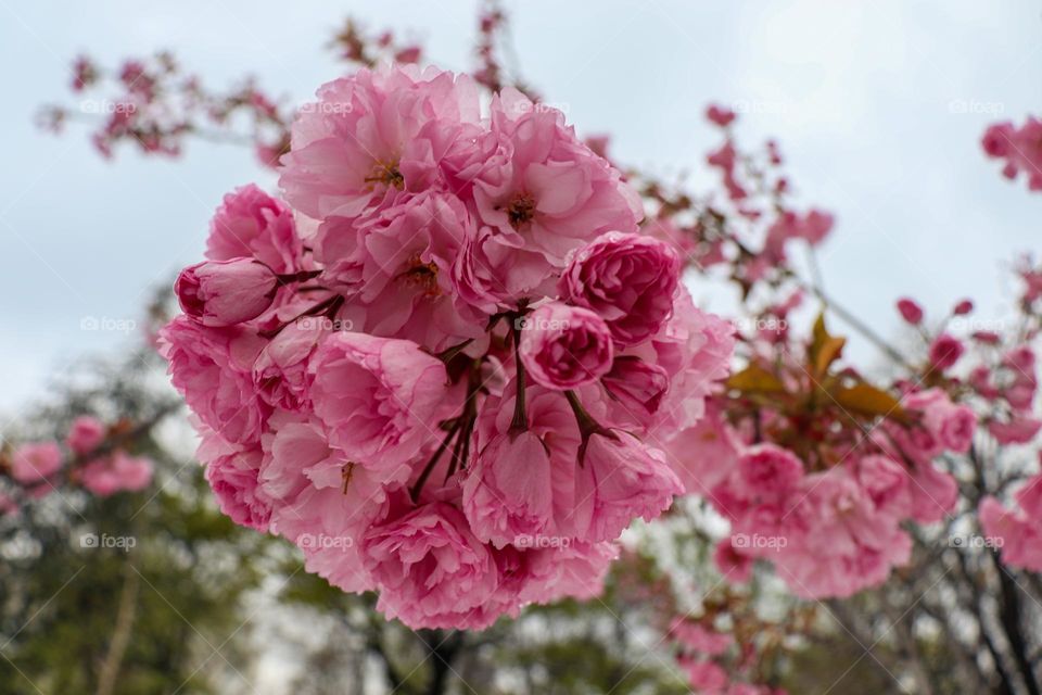 Spring roses