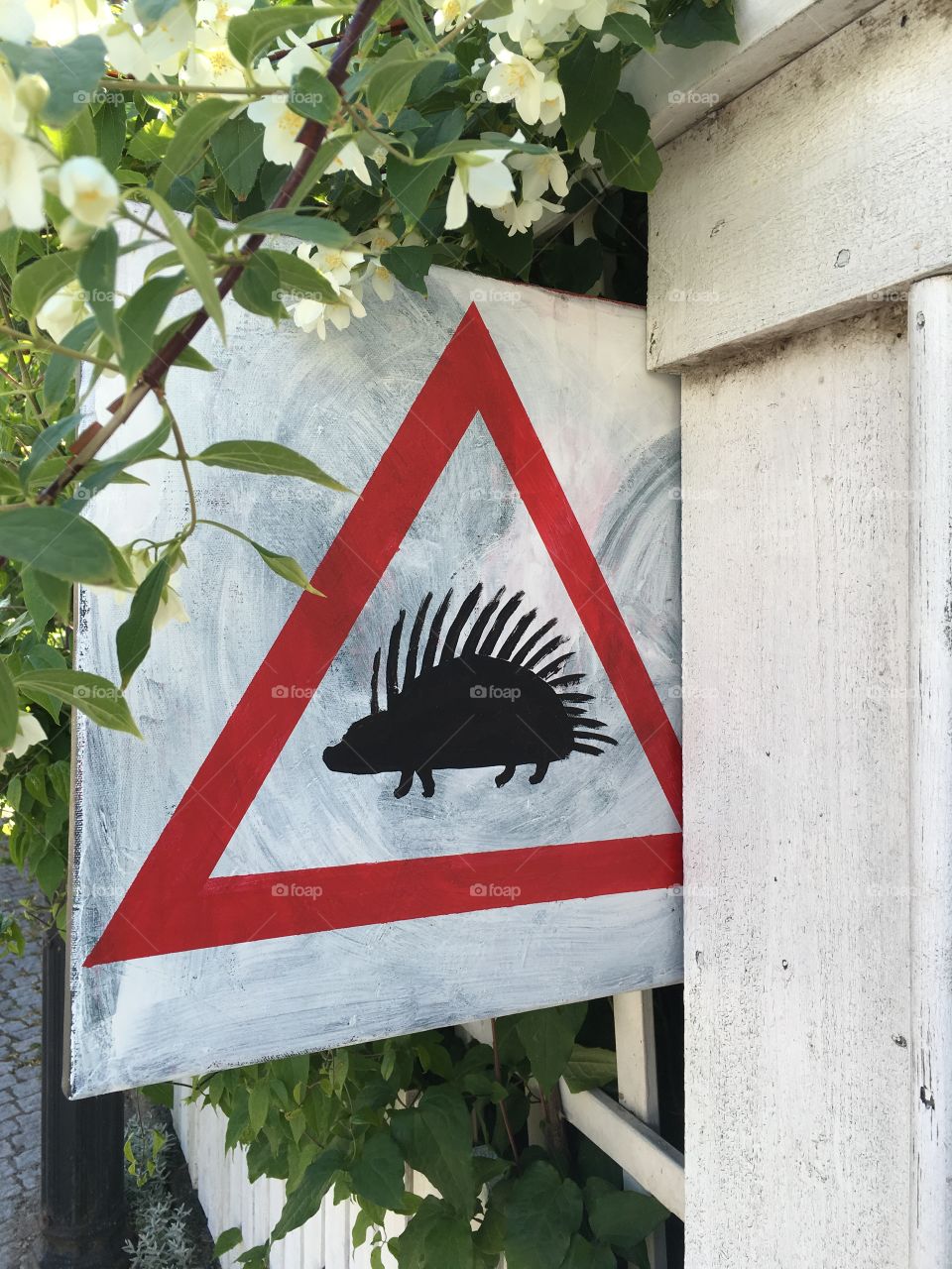 Attention ! Hedgehogs on the road