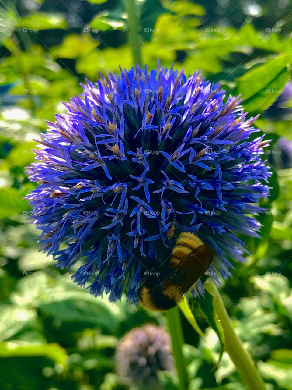 Globe Thistle