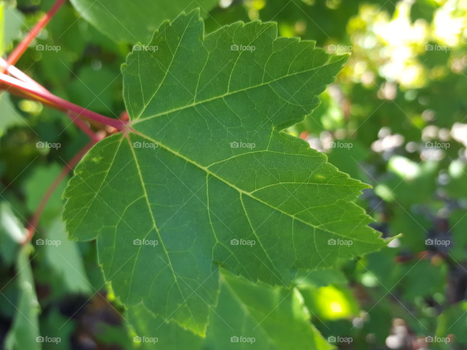 leaf