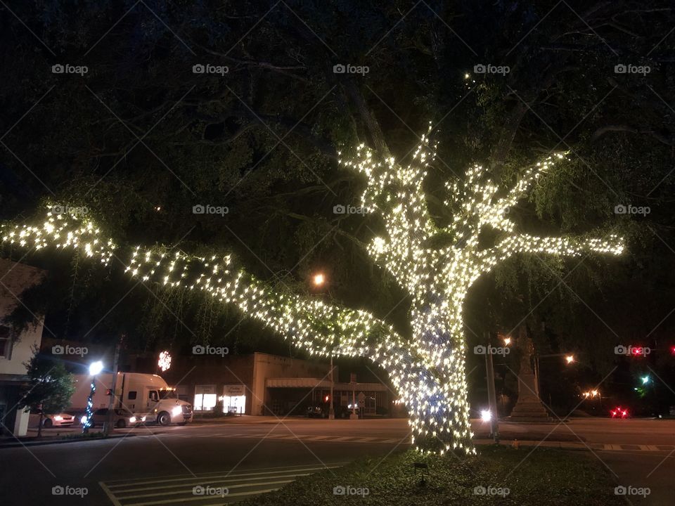 Christmas.. oak tree?