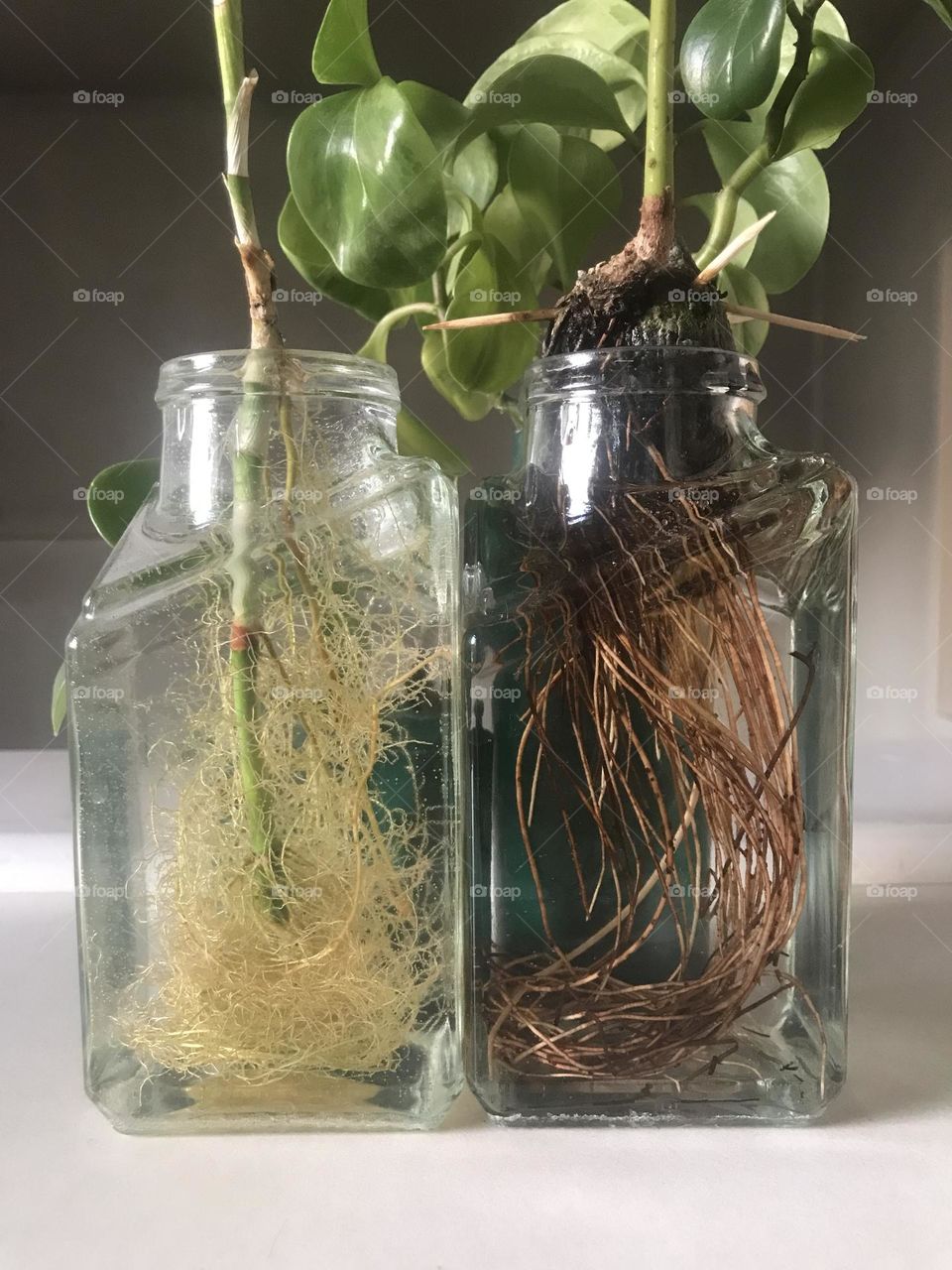 The green story of roots, growth, and germination. Life is a constant struggle.