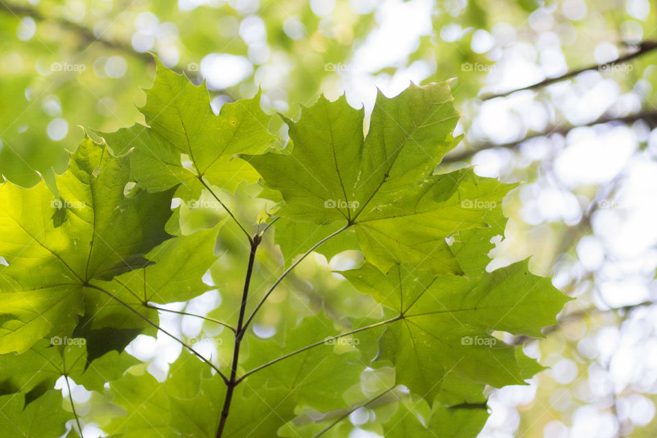 Green maple leaves in forest