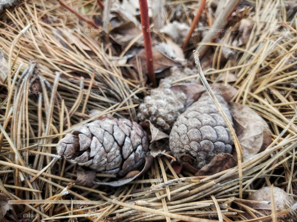 Pine cones and fallen needles. Nature.