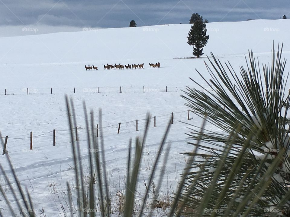 Herd of elk in our lower field.