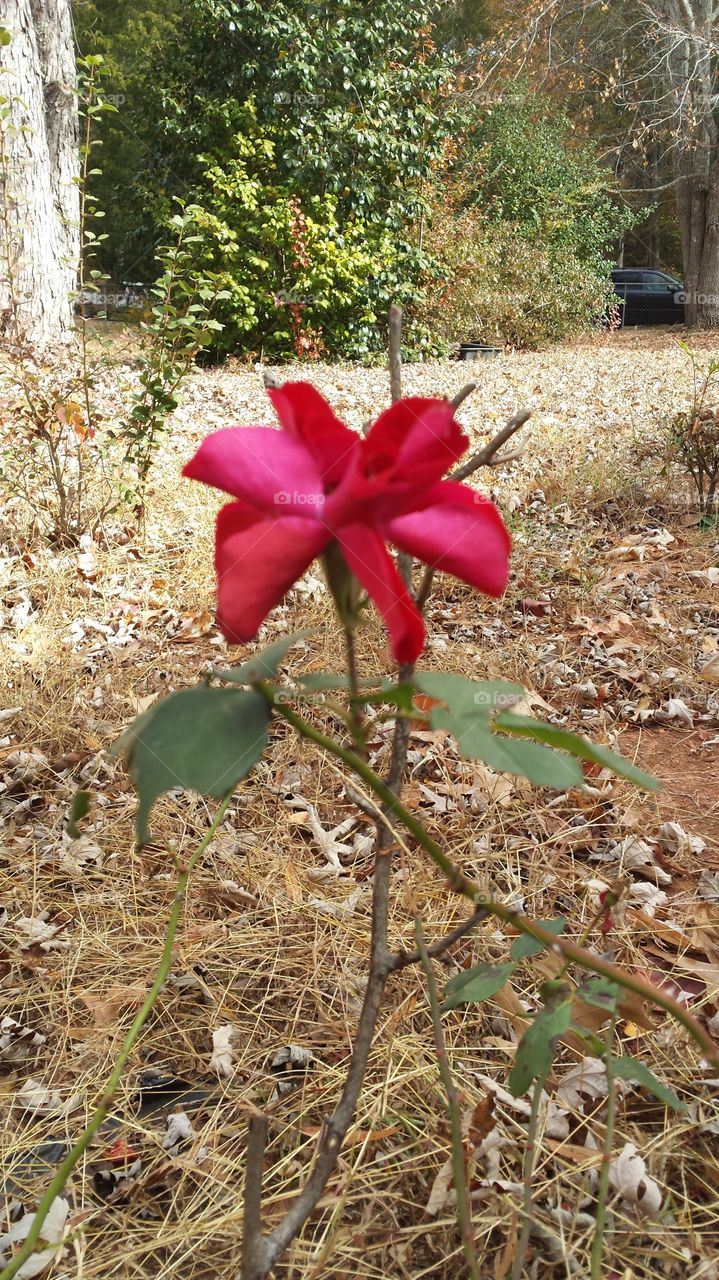 No water or rain for weeks. yet this rose stands