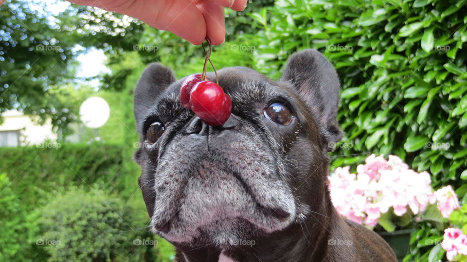 discovering cherries