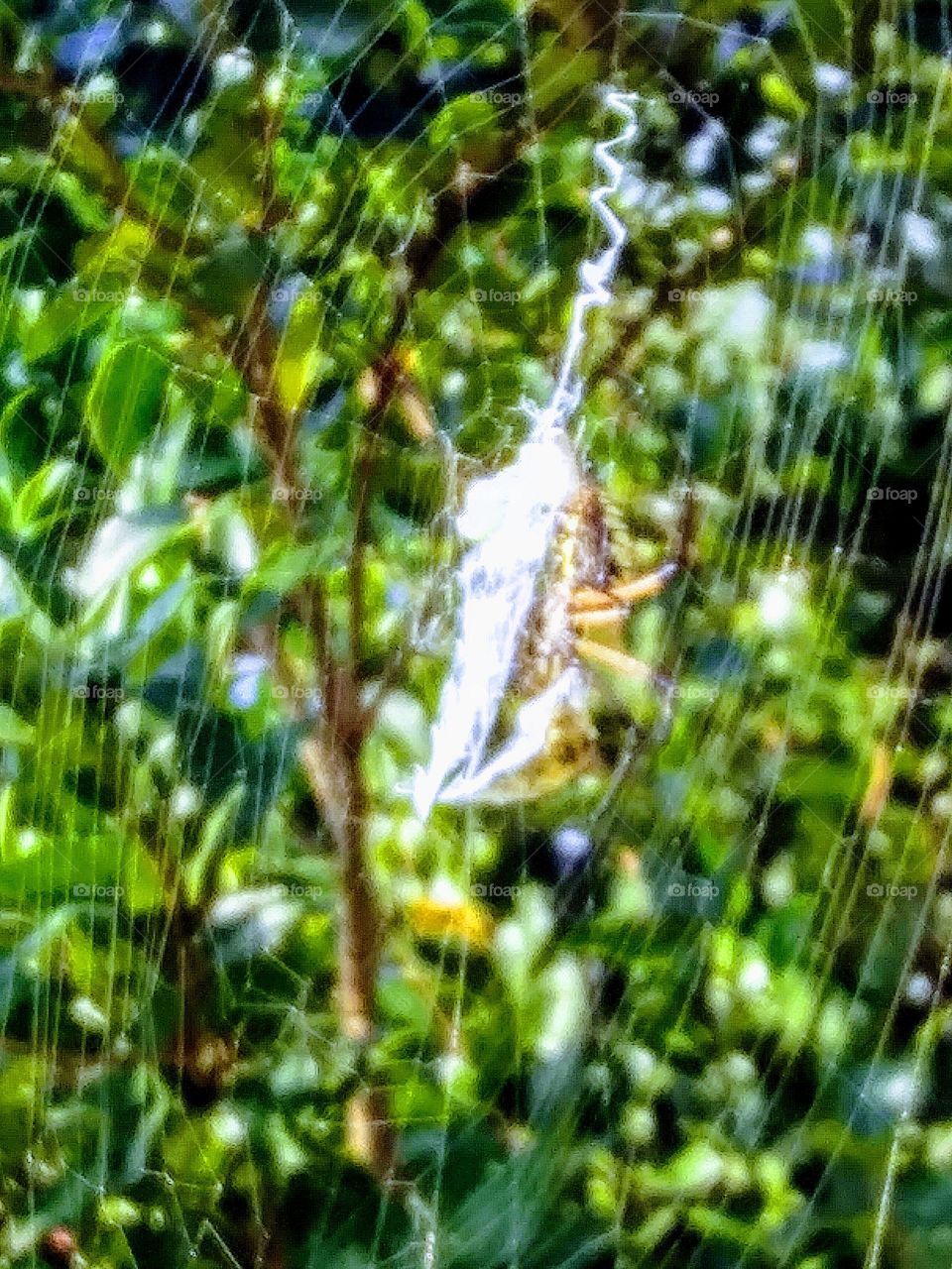 larder of the golden spider