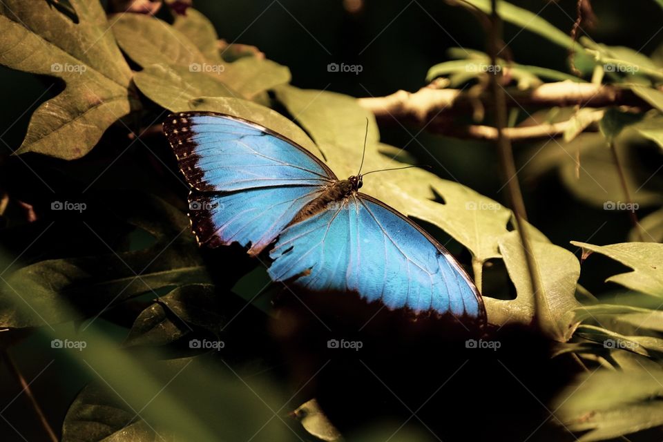 Butterfly In The Shadows, Butterfly Lands On A Plant, Insect Photography, Blue Butterfly 